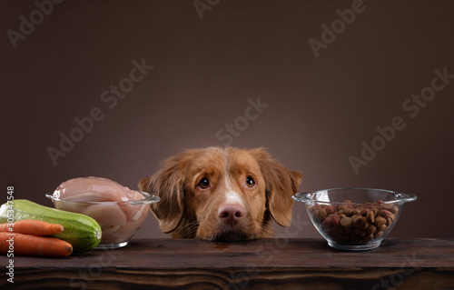 Photography Natural feeding for dogs