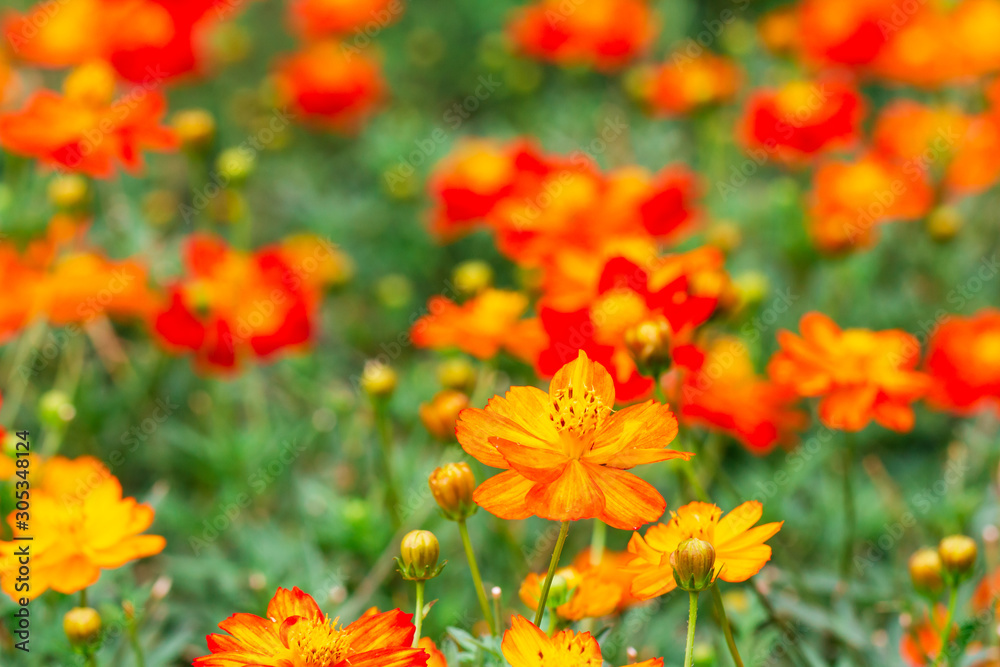 yellow flower ,petals in multiple layers