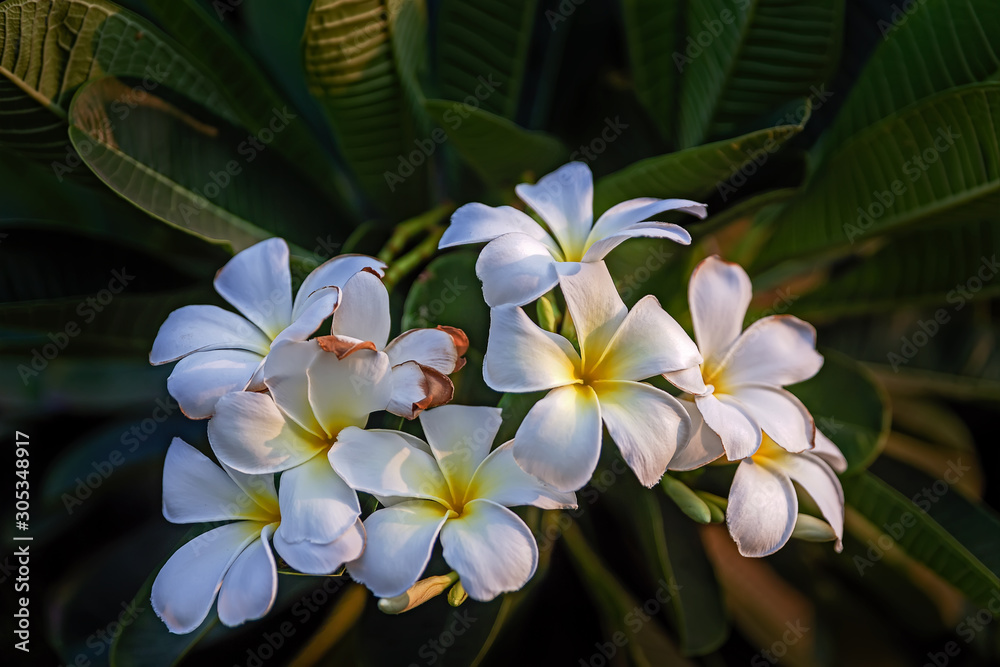 Naklejka premium Soft frangipani flower or plumeria flower Bouquet on branch tree view in Dammam corniche park-Saudi Arabia. 