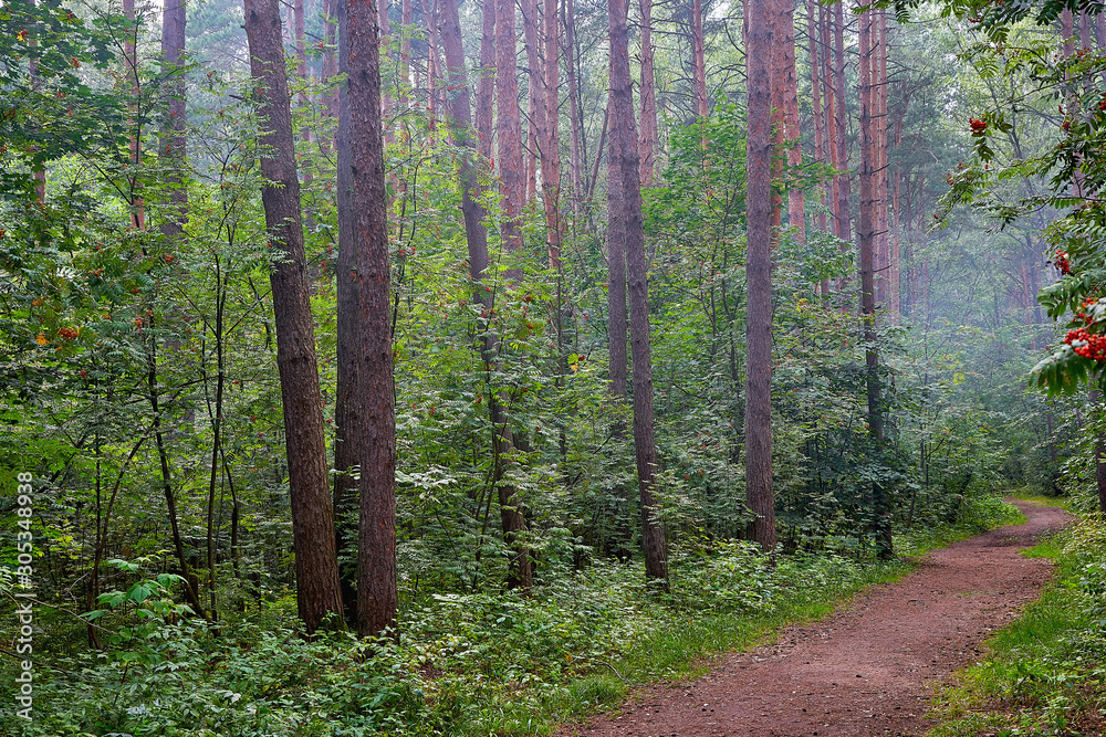 Obraz premium Smoke from a fire over trees in a forest. Danger of fire in the forest.