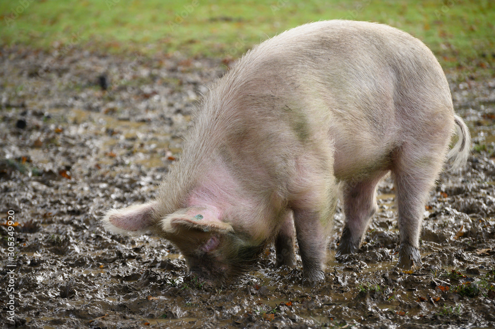 Pig allowed to roam free in the new forest Pig allowed to roam free in the new forest