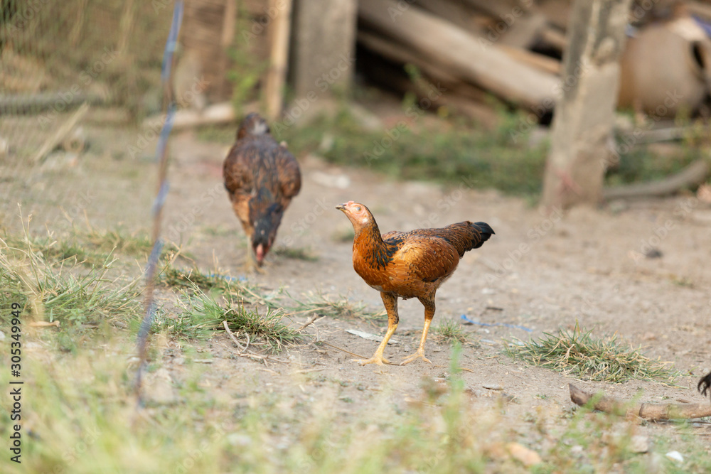 Fighting cocks is eating waste food on the grass, Fighting cocks is eating waste food in the nets. Fighting cocks is eating waste food on the grass, Fighting cocks is eating waste food in the nets.