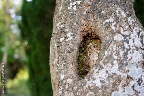 木の穴　穴の空いた木　白い苔