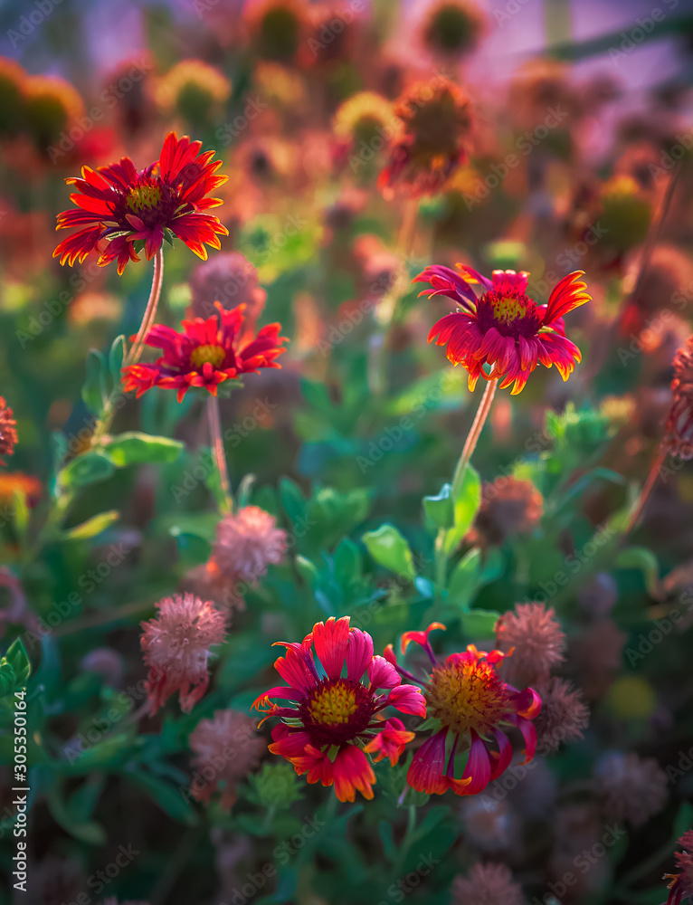 Colorful flowers on Al khobar seaside parks Saudi Arabia -depth of field view.Colorful flowers on Al khobar seaside parks Saudi Arabia -depth of field view.