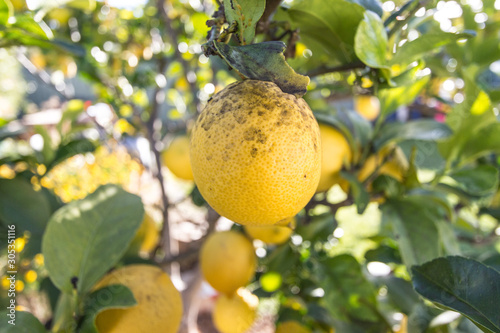 lemon tree