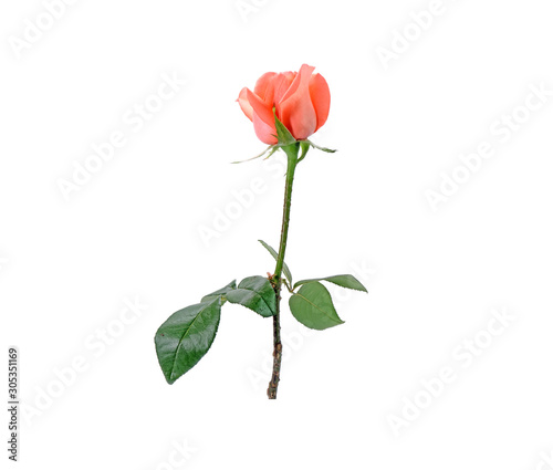 Pink (Old rose color) rose with green leaves Isolated on white background.