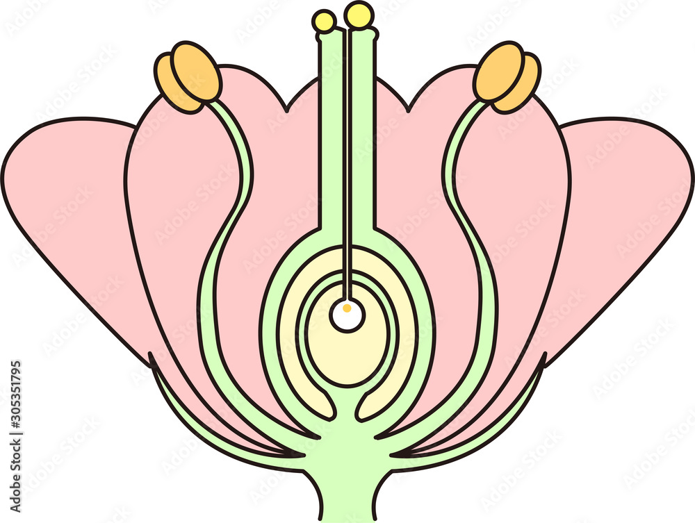 被子植物 断面図 図解 受粉 理科 教科書 植物 花 シンプル 線画 分かりやすい Stock Vektorgrafik Adobe Stock 被子植物 断面図 図解 受粉 理科 教科書 植物 花 シンプル 線画 分かりやすい Stock Vektorgrafik Adobe Stock