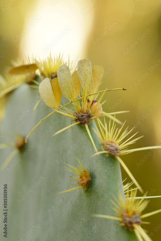 Cactus Cactus