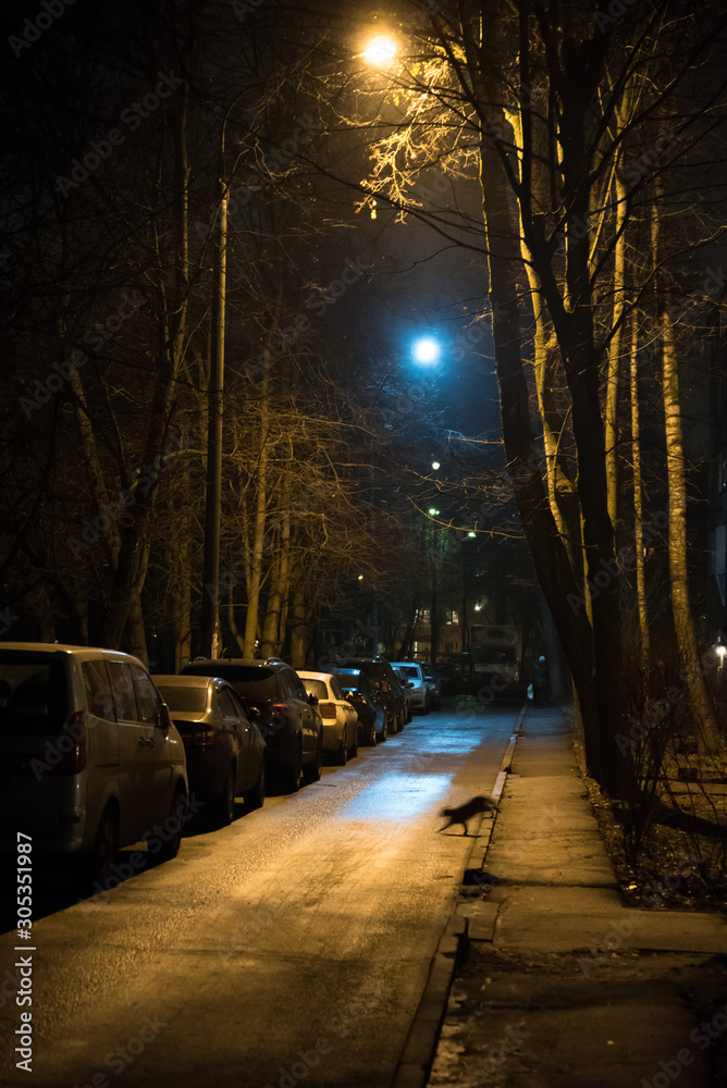 night city. Street lights, parked cars in a row. A black cat runs across the road. Empty street.