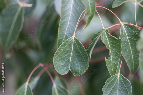 heart leaf 