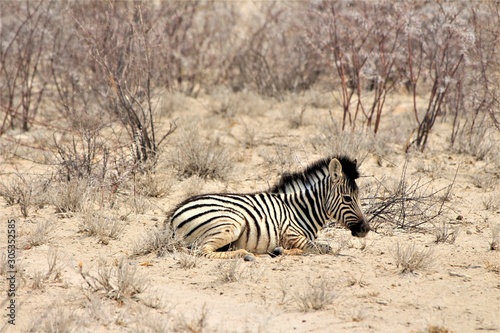 Baby Zebra lying alone in the grassland of Etosha Nationalpark. Equus quagga