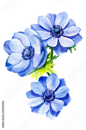 beautiful flower, blue anemone on isolated white background, watercolor illustration, botanical painting