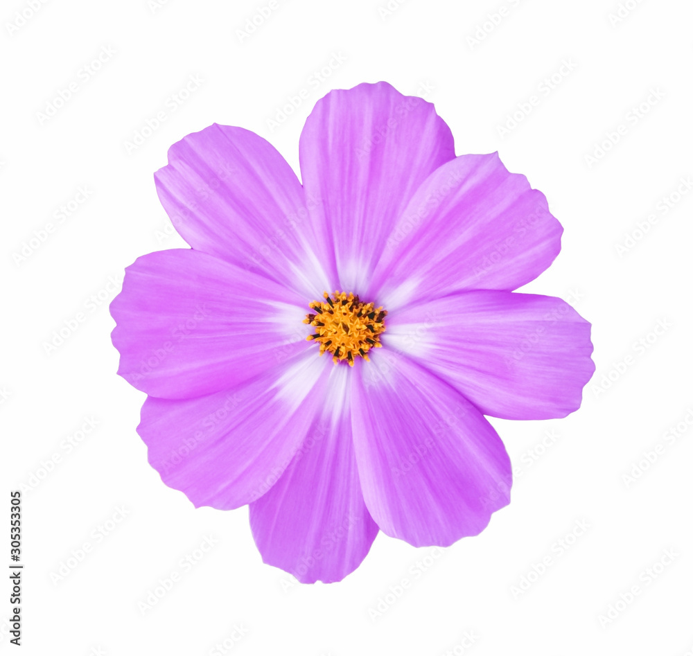 Pink blooming flower beautiful (Cosmos Bipinnatus-Scientific name) isolated on white background. Macro close up