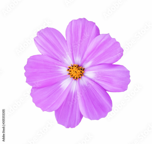 Pink blooming flower beautiful (Cosmos Bipinnatus-Scientific name) isolated on white background. Macro close up