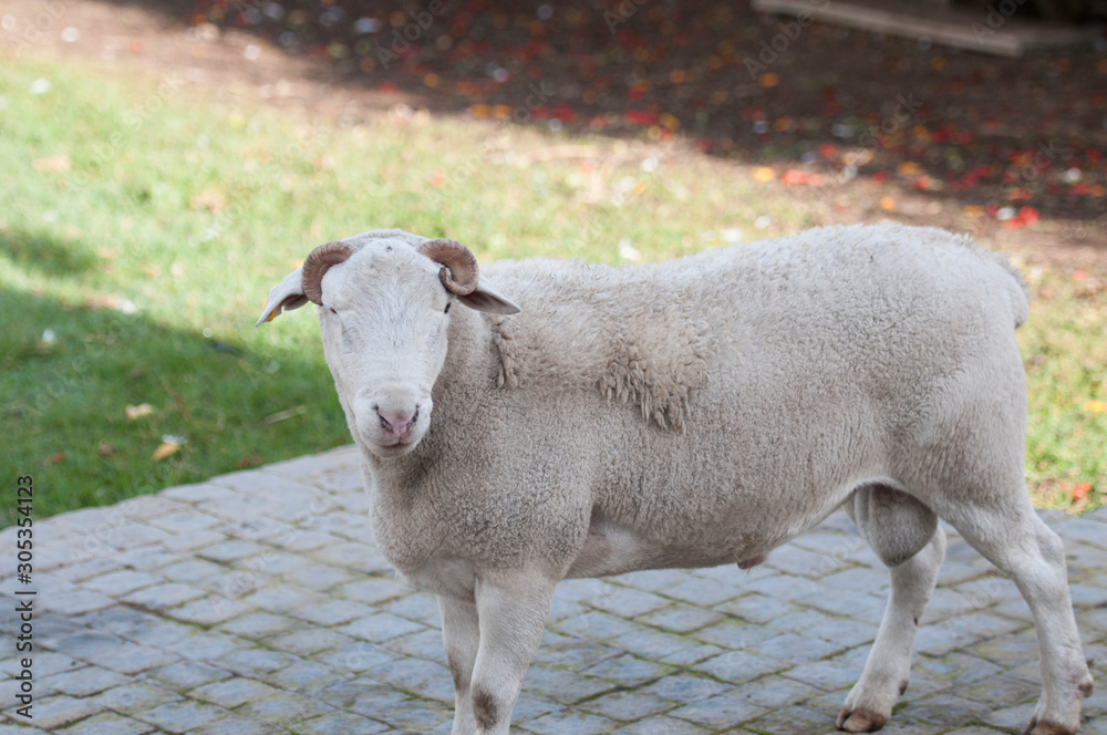 Fototapeta premium Dorper white headed ram looking at camera with curled horns very visible and green grass in background