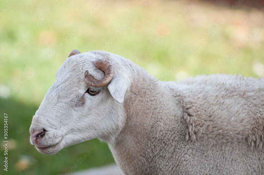 Close up of Dorper white headed ram looking to left and curled horn very visible Close up of Dorper white headed ram looking to left and curled horn very visible