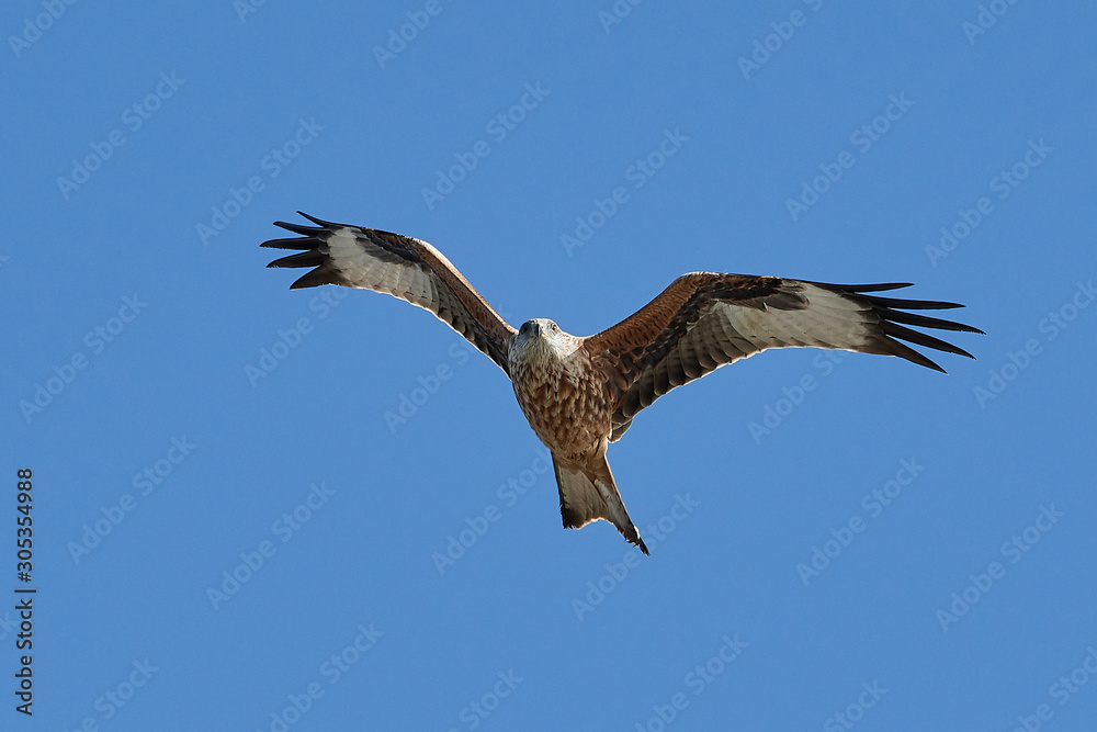 Red kite (Milvus milvus) in flight Red kite (Milvus milvus) in flight