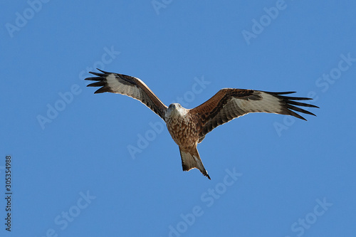 Red kite  Milvus milvus  in flight
