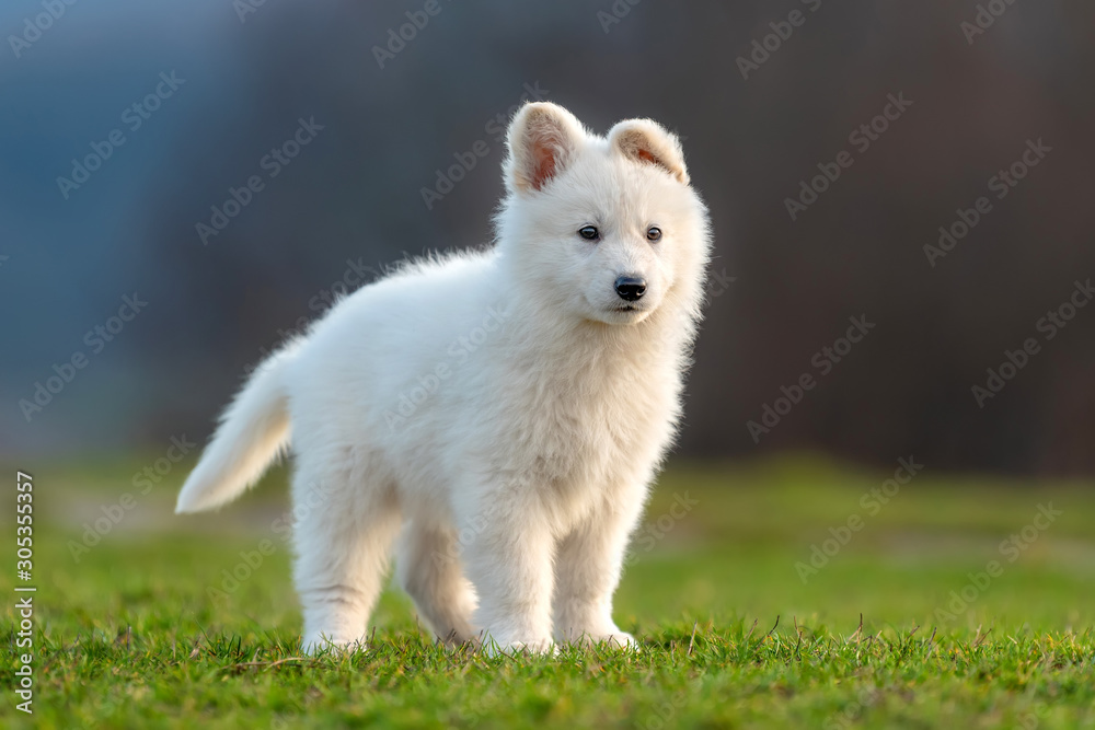 Puppy cute White Swiss Shepherd dog portrait on meadow Puppy cute White Swiss Shepherd dog portrait on meadow