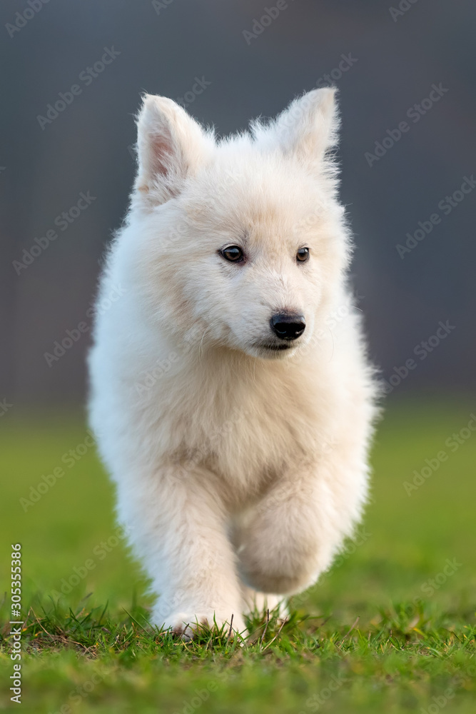 Puppy cute White Swiss Shepherd dog portrait on meadow