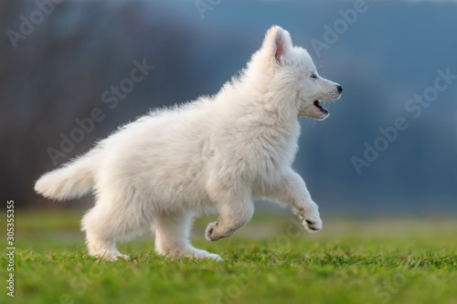 Puppy cute White Swiss Shepherd dog portrait on meadow © byrdyak