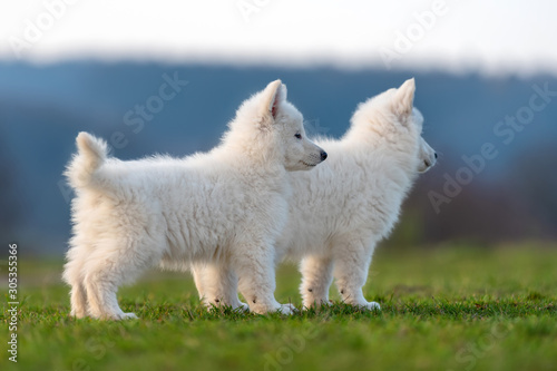 Puppy cute White Swiss Shepherd dog portrait on meadow