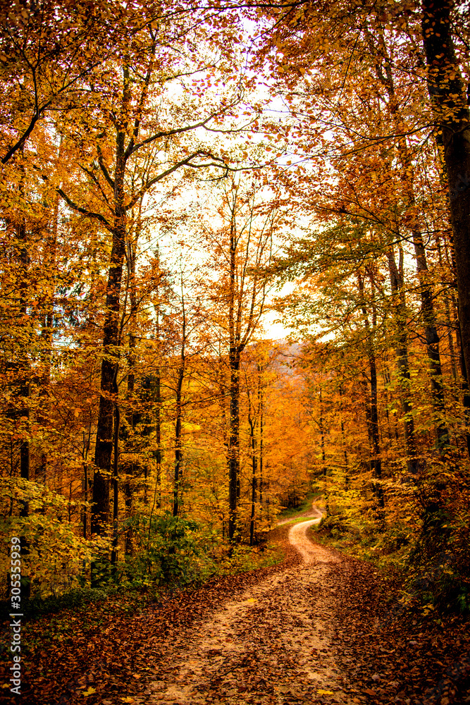 Forest in autumn with way in Germany