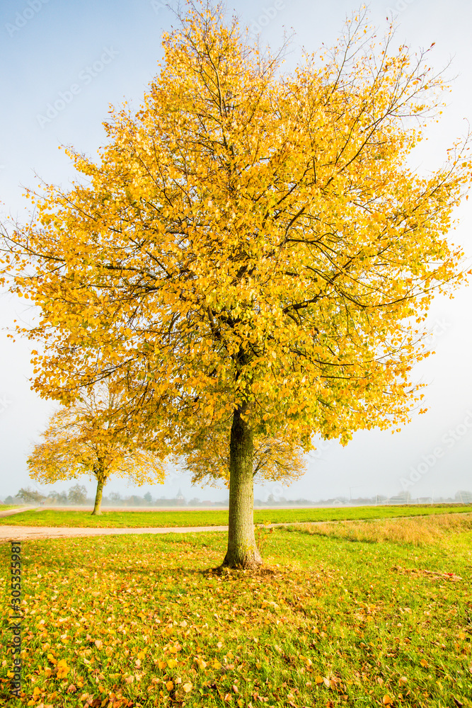 lime tree with golden leaves in autumn lime tree with golden leaves in autumn