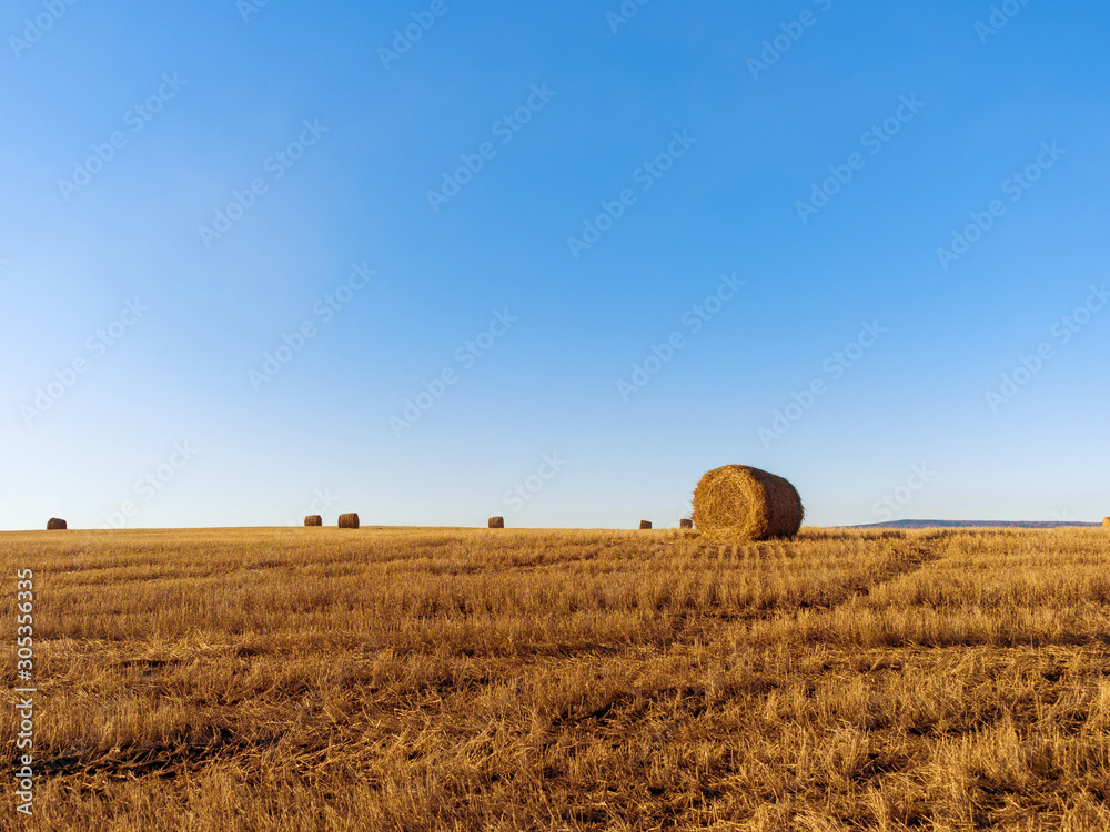 Fototapeta premium Rolled straw in the fields. Rural landscape. Sunny autumn day