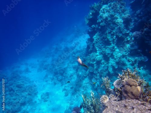 the underwater world of the Red Sea, living corals. coral fish