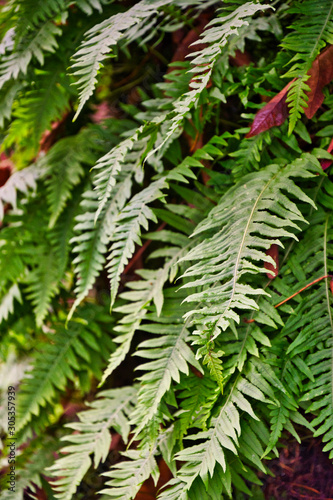  2018-11-24 FERNS IN UPPER LUTHER BURBANK PARK UP CLOSE