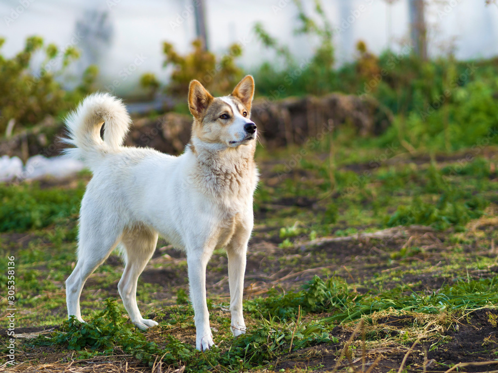 White village dog looks attentively. Village Life Scene