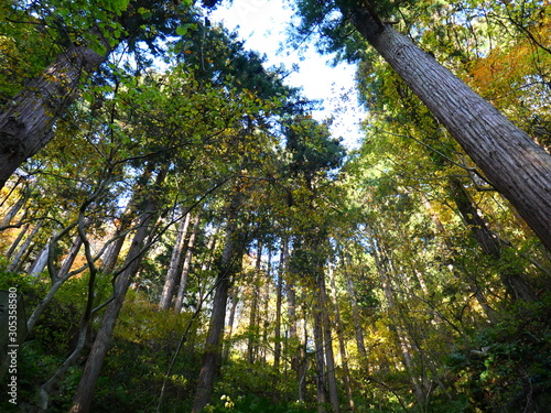 Fototapeta Naklejka Na Ścianę i Meble -  日本の森