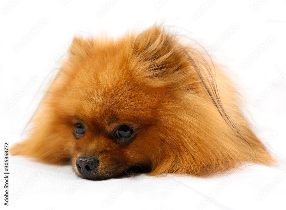 Obraz premium German small Pomeranian on white background