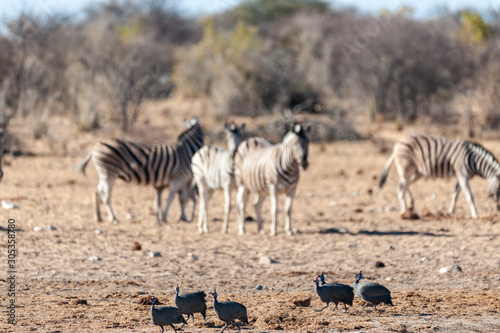 Fototapeta Naklejka Na Ścianę i Meble -  Four Helmeted Guineafowl -Numida meleagris- fouraging near a waterhole in Etosha National Park, Namibia. Seen here against a backdrop of Burchell Plains Zebras.