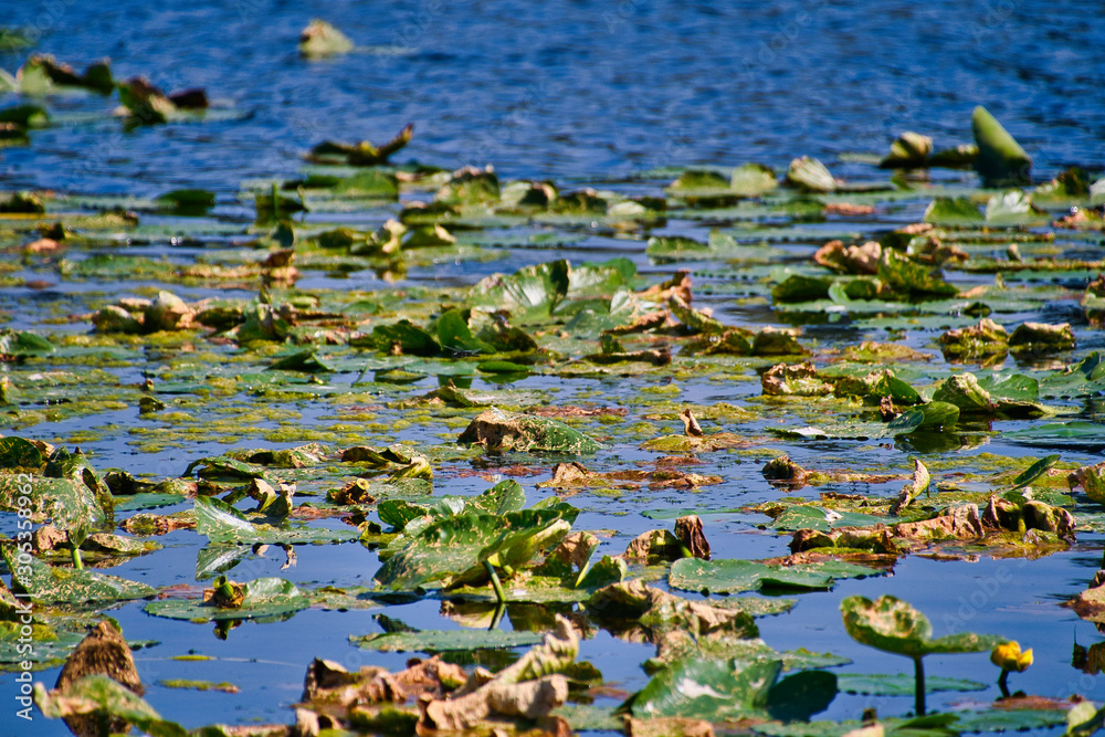 2019-09-06 LILLIES ON A LAKE IN EARLY SUMMER 2019-09-06 LILLIES ON A LAKE IN EARLY SUMMER