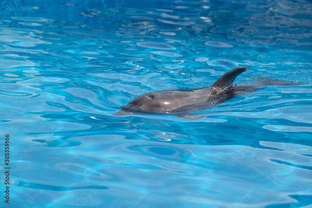 Fototapeta premium Bottlenose dolphin swims in the water.