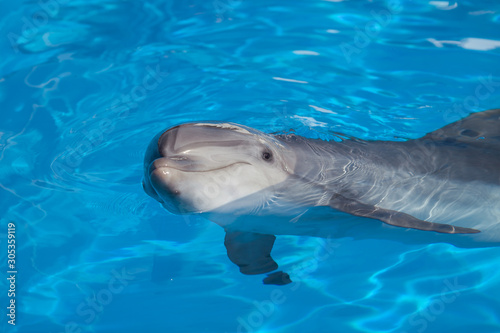 Bottlenose dolphin swims in the water.