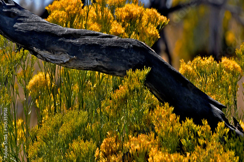 Juniper branch and rabbitbrush abstract, Mesa Verde, Colorado  photo