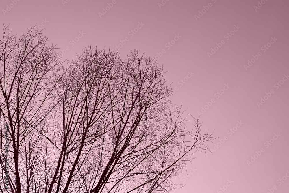 Obraz premium Bare tree branches against the sky on a clear autumn day. Natural background pink color toned