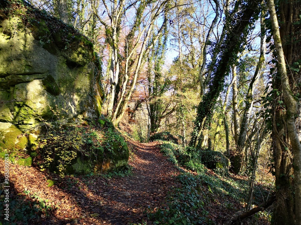 Fototapeta premium path in forest
