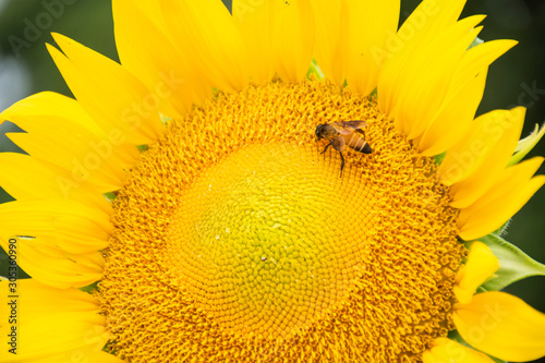 Close-up of a bee hanging on a sunflower. They are eating water from sunflower pollen. © Palakorn Jaiman