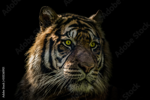 portrait of an Asian tiger