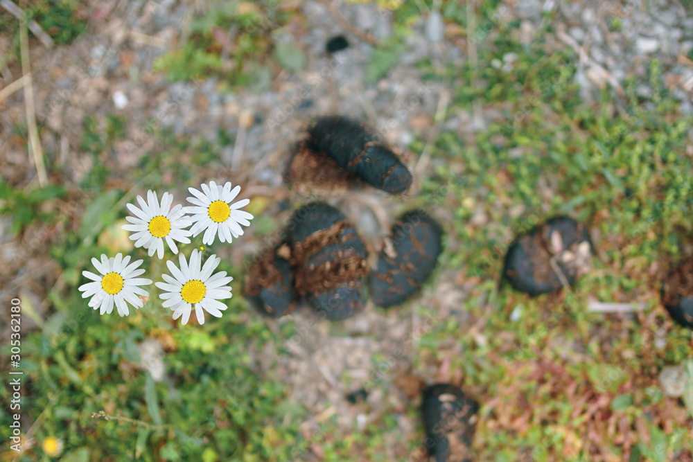 Obraz premium Horse dung or manure. Heap Of Horse In The Flowers Of Clover.