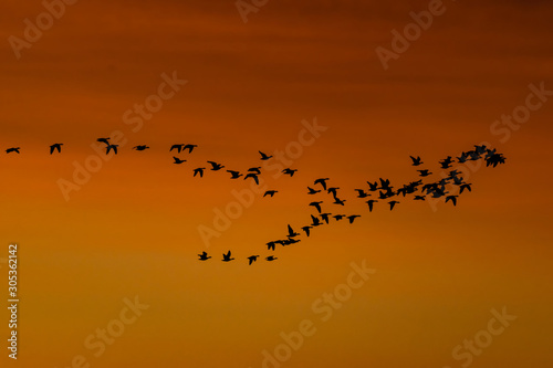 flock of crows against the sky