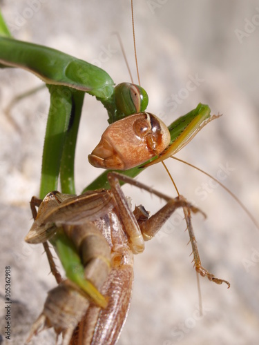 european mantis religiosa, feeding grasshopper photo