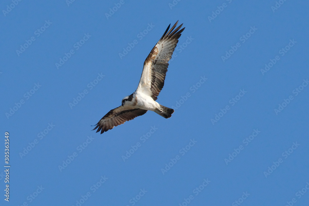 osprey in flight