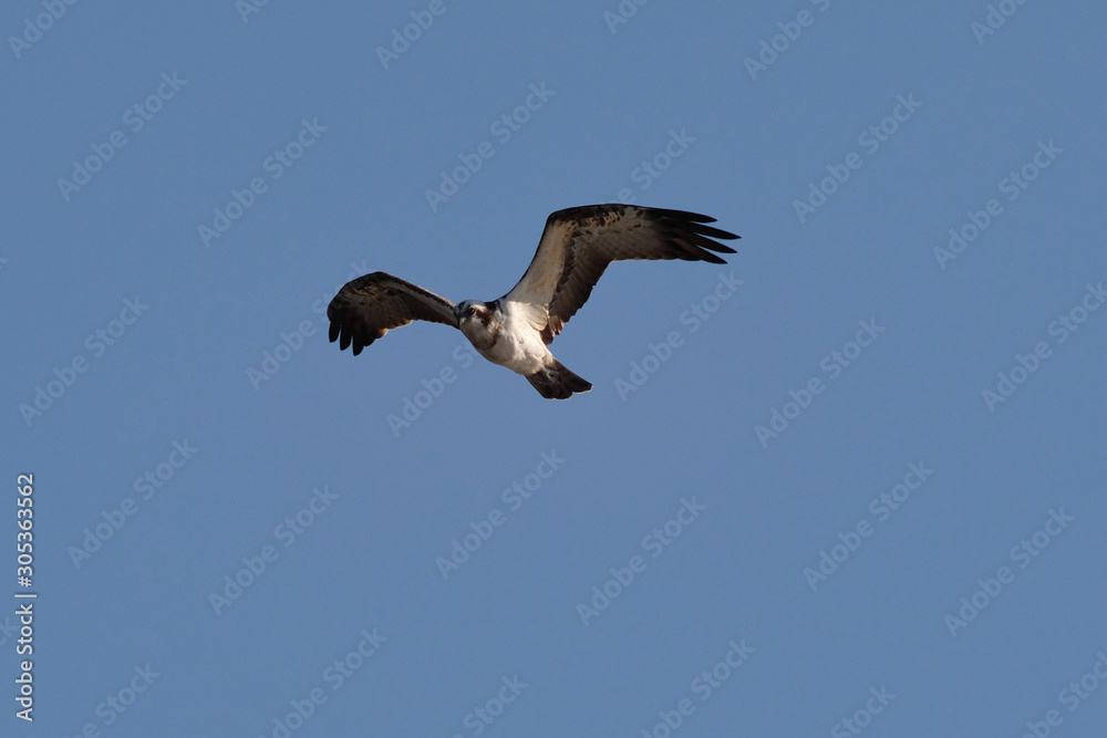 osprey in flight osprey in flight