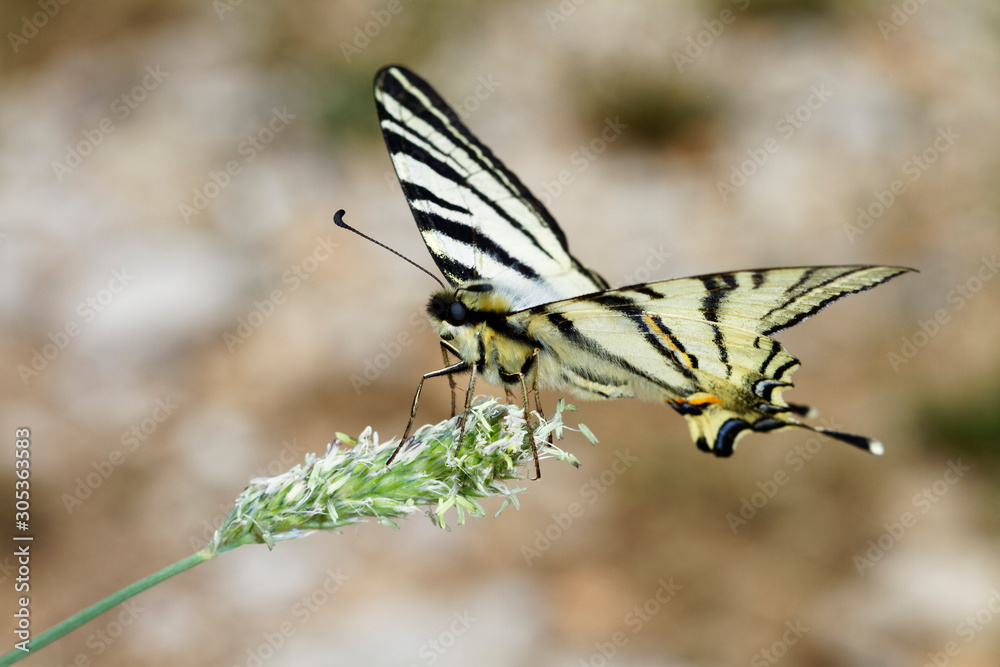 The scarce swallowtail butterfly from Biokovo nature park, Croatia The scarce swallowtail butterfly from Biokovo nature park, Croatia