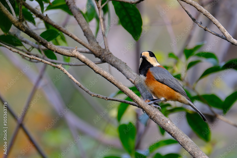 wild bird varied tit on branch wild bird varied tit on branch